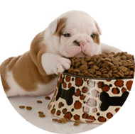 Biscoitos Para Cães/Cachorros de Carne, Frango, Hipoalergênico e Vegano | The Pet’s Taste | Veda5.2