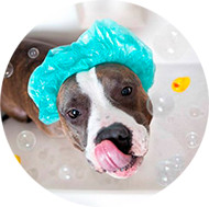 Banho a Seco | Como Dar e Usar no Seu Cachorro, Cão, Pet ou Animal