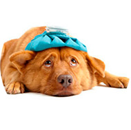 Você Sabia Que 35% dos Cachorros Idosos Terão Doenças Cardíacas?