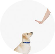 Como Resolver Brigas de Cães Ou Pets? 6 Dicas Para Acalmar Os Cachorros e Animais Nervosos, Ciumentos e Briguentos #VEDA5