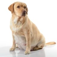 Gestação Canina | Cuidados com a Cadela Gestante e Seu Temperamento