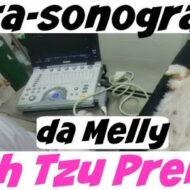 Vlog | Ultra-sonografia da Melly | Ultrassom Cadela Gestante (Prenha) | #dogsdaloi