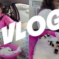 Vlog: Consulta da minha Cadelinha Shih Tzu Melly e seus Filhotes #dogsdaloi