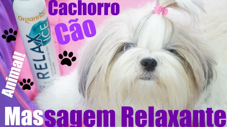 massagem-relaxante-para-cachorro-cao-animal