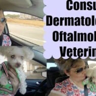 Vlog: Consulta Dermatológica e Oftalmológica Veterinária da Molly