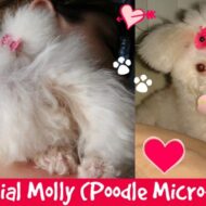 Especial Molly, Minha Poodle Micro-Toy