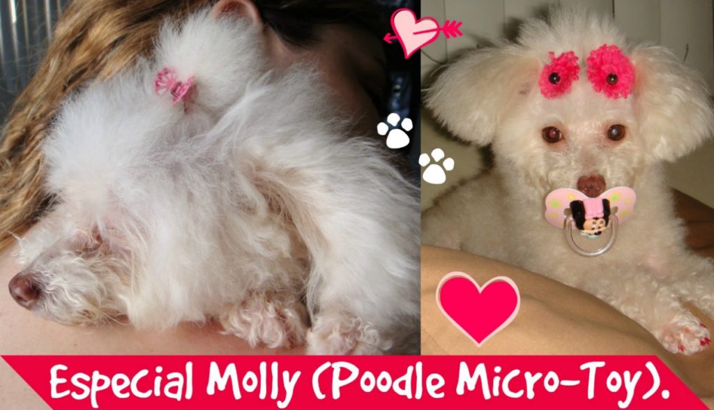 especial-molly-minha-poodle-micro-toy