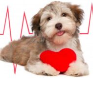 Verme Do Coração (Dirofilariose /Filariose) Em Cachorros/Cães/Gatos: O Que é? Sintomas? Tratamento? Prevenção?