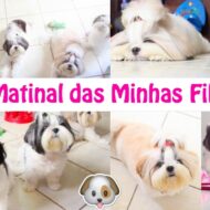 Rotina Matinal Das Minhas Filhas Pet (Cadelinhas Shih Tzu) | Morning Routine Of Dogs da Lói