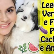 Legumes, Verduras e Frutas Que Seu Cachorro Ou Animal Pode Comer Sem Problemas | Veda14