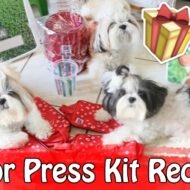 Melhor Press Kit Recebido Pet (Hill’s Pet Nutrition) | Veda7