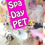 Spa Day Pet Em Casa | Banho e Tosa Nas Minhas Shih Tzu – Cuidados Básicos de Higiene e Beleza Animal | Veda24