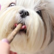Fitocalmyn Palitos da Organnact | Antiestresse Para Cães