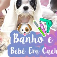 Como Dou Banho e Toso Minhas Shih Tzu | Banho e Tosa Bebê Em Cães/Cachorros #VEDA17