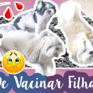 Vlog: Dia de Vacinação das Minhas Shih Tzu (Filhas Pet) | Cães Tomando Vacina de Giardia (Verme) e Tosse (Gripe) #VEDA19